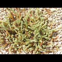 Sedum anopetalum (fam Crassulacees) (Europe centrale & meridionale, Asie mineure) (1)